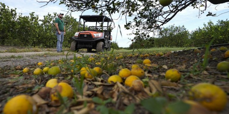 Florida’s signature crop is in crisis—key citrus grower to shut down after massive decline