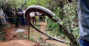 A Glowing Metal Ring Crashed to Earth. No One Knows Where It Came From