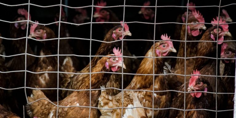 Bird flu could merge with seasonal flu to make mutated virus that could spread among humans, CDC warns