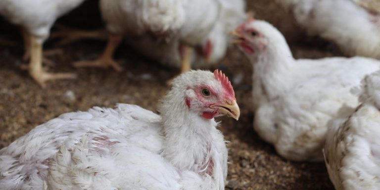 Bird flu: What are the human symptoms and how does it spread?