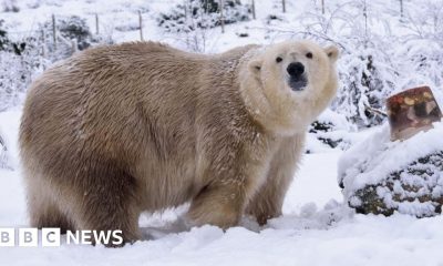 How do you take care of an elderly polar bear?