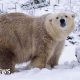 How do you take care of an elderly polar bear?