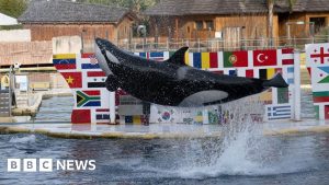 Fate of orcas left uncertain after zoo shuts