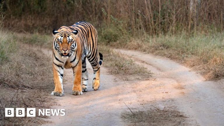 Nepal’s leader says it has too many tigers. Does it?