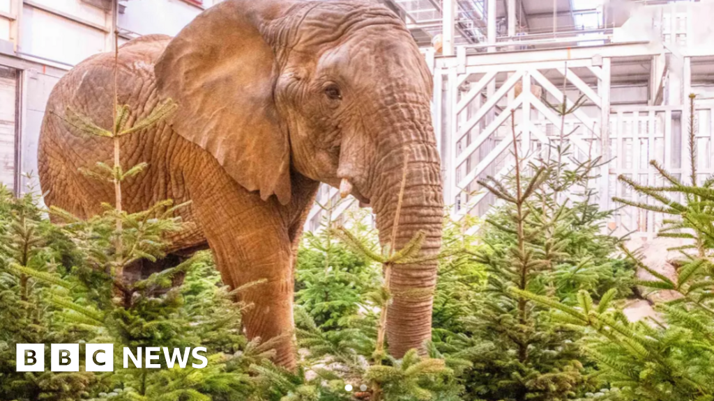 Zoo taking old Christmas trees for animal enrichment