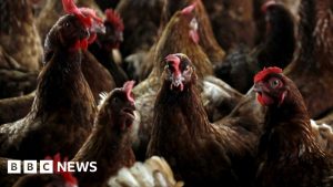 Cull after more bird flu cases identified on farms