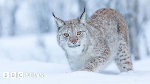 Two more lynx spotted on loose in the Highlands