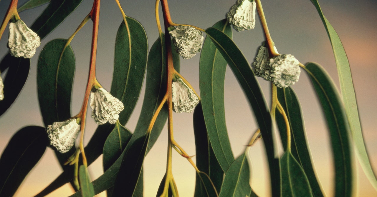 How Invasive Plants Are Fueling California’s Wildfire Crisis