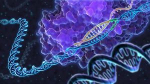 UK plan to adopt gene editing technology clashes with EU deal