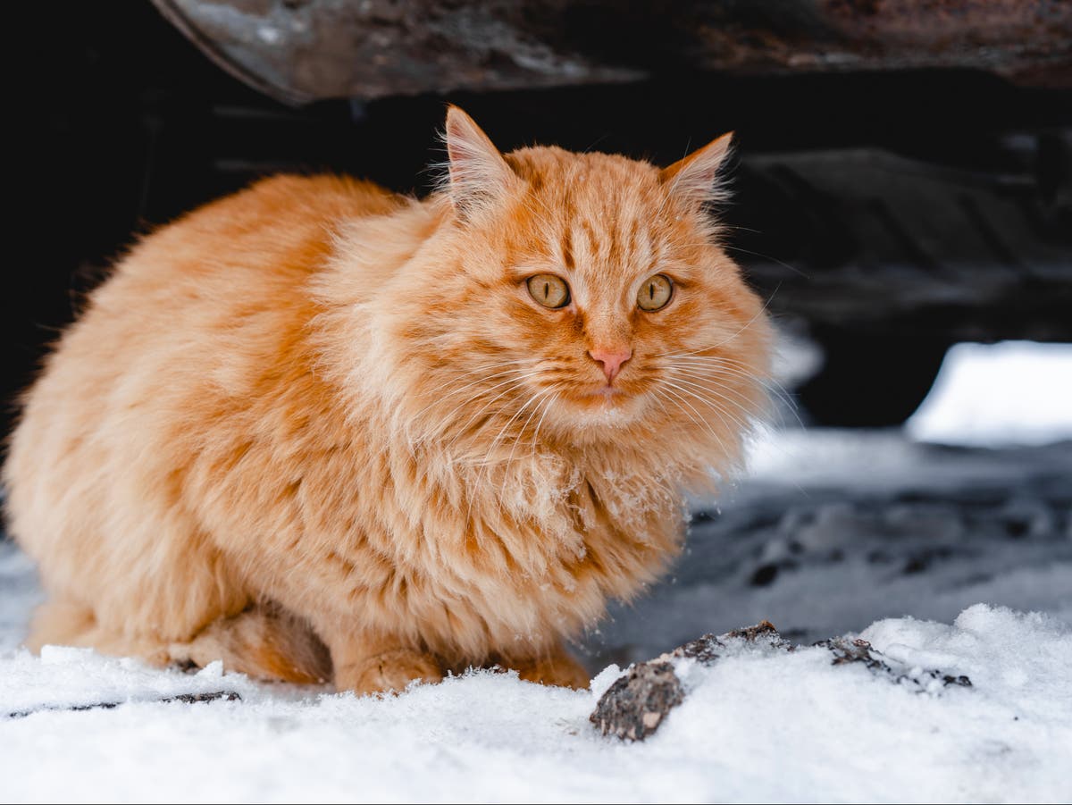 RSPCA warns householders that salt and antifreeze kills pets – as snow and ice set to hit parts of UK