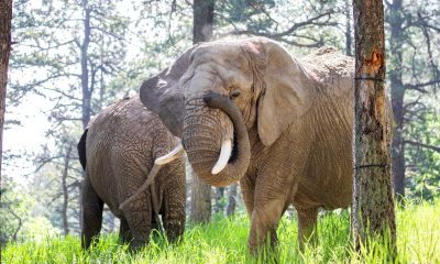 Elephants can't pursue release because they are not people, court rules