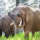 Elephants can't pursue release because they are not people, court rules