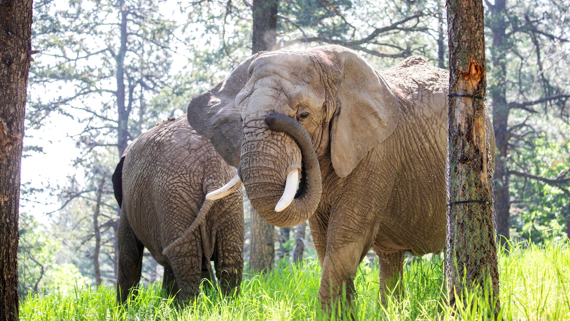 Elephants can't pursue release because they are not people, court rules