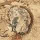 A large piece of debris removed from one of the Sydney beaches. Pic: Northern Beaches Council