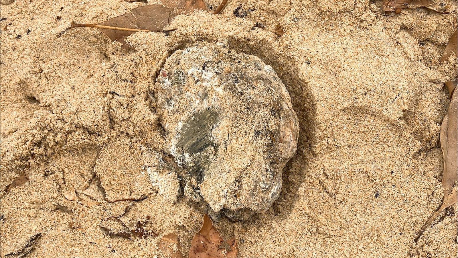 A large piece of debris removed from one of the Sydney beaches. Pic: Northern Beaches Council