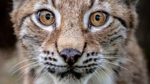 Two more lynx spotted on the loose in the Scottish Highlands | UK News