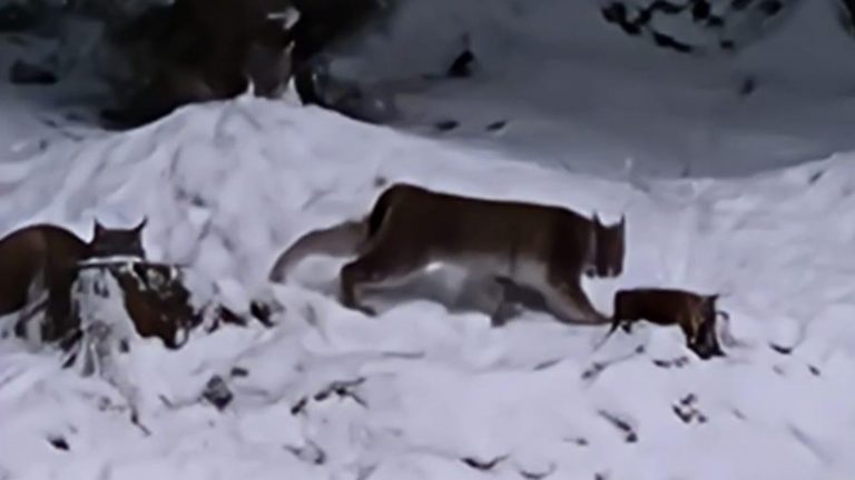 Two lynxes captured in Scottish Highlands after suspected ‘illegal release’ | UK News