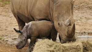 Colchester Zoo zebra dies after ‘incident’ with rhino in mixed species enclosure | UK News