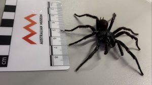 Bigger and more venomous species of funnel-web spider discovered in Australia | World News