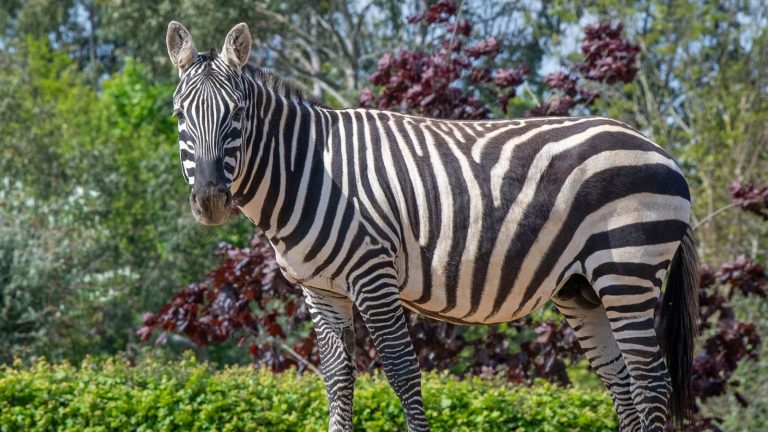 Zebra died in Colchester Zoo after rhino ‘unintentionally punctured his stomach’ | World News