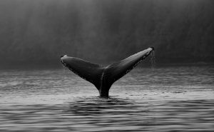 Cardano Whales Go On Buying Spree As Price Attempts Breakout