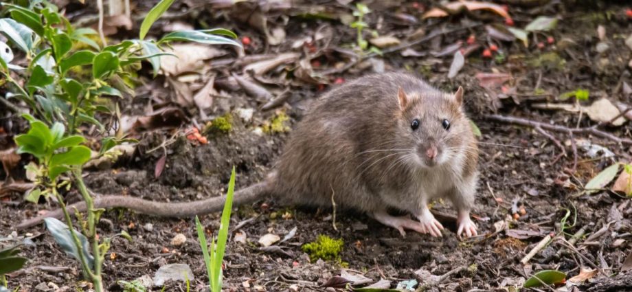 Expert shares 7 ways to keep rats out of your garden