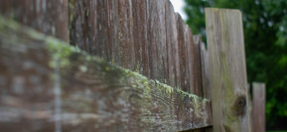 Can you paint over algae on a fence? How to remove it