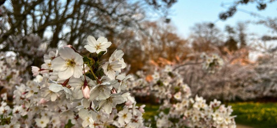 Dunham Massey among UK's best places to see spring blossom