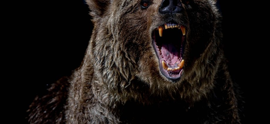 Bear (mana5280/Unsplash)