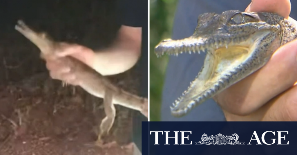 Crocodile found on road kilometres inland from Gold Coast