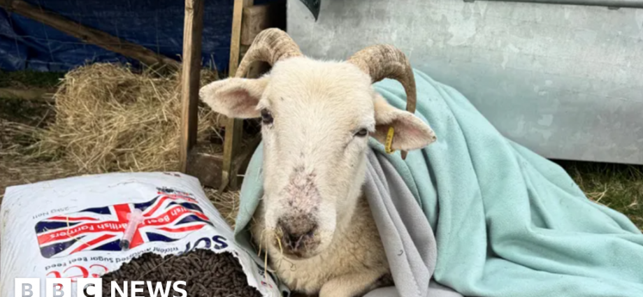 West Sussex wheelchair fundraiser for sheep which 'keeps falling over'