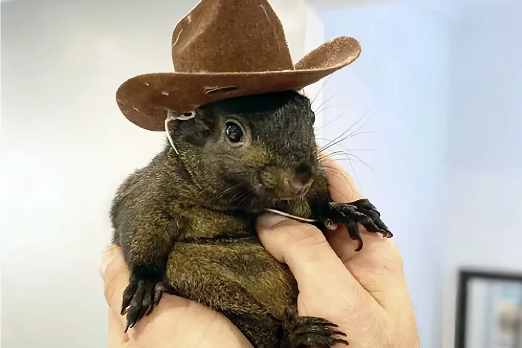 Peanut the Squirrel’s killers admit, ‘We can do better’