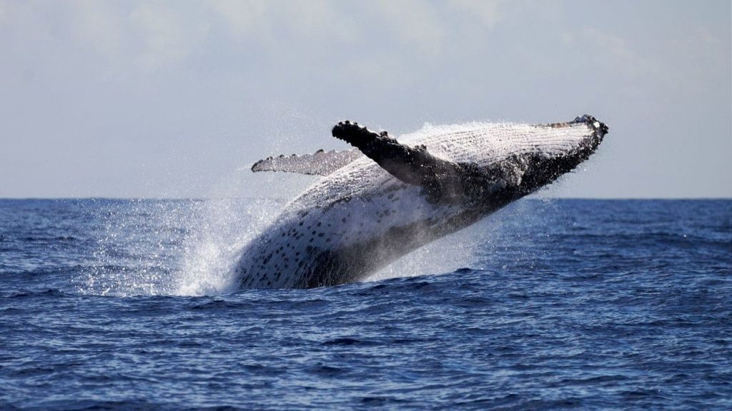 Bitcoin Pulls Back Slightly as Whales Buy the Dip
