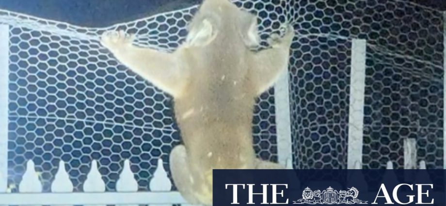 Police rush to break-in to find koala sitting in dog bed