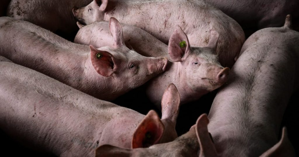 European Parliament flinches at factory farming reality – POLITICO