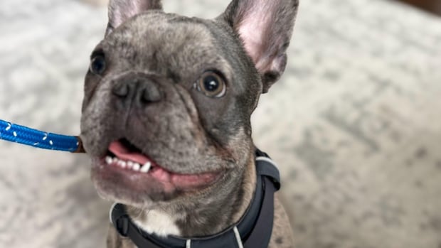 The cost of cute: animal advocates ring the alarm over increase in French bulldog surrenders