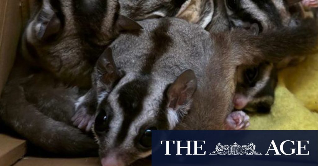 Australian sugar glider pets dumped in Scotland, carrying joeys