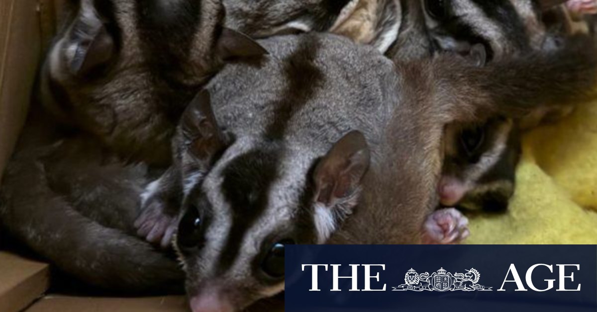 Australian sugar glider pets dumped in Scotland, carrying joeys