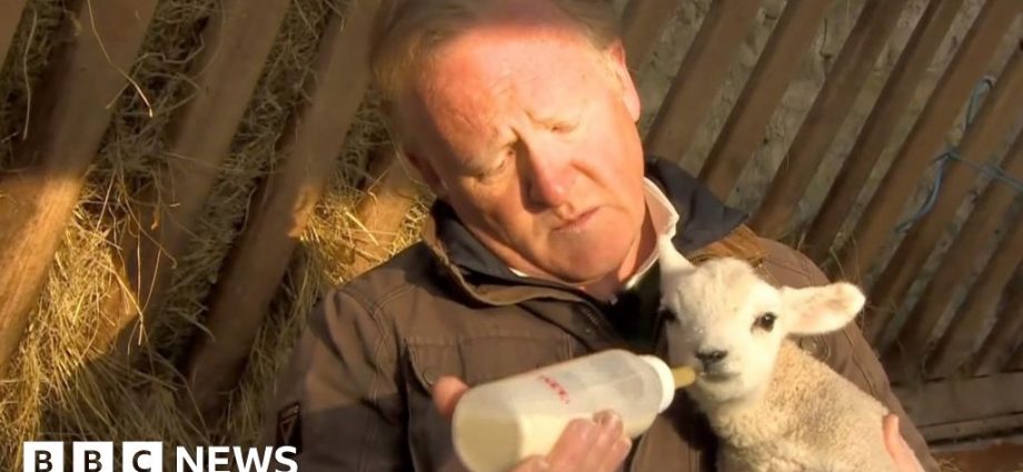 BBC reporter tries to bottle feed newborn lamb