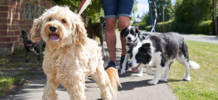 7 surprising pet laws that could land dog owners £5000 fines