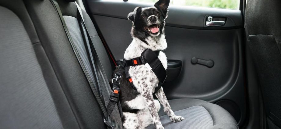 80p hack for getting dog hair out of cars revealed by expert