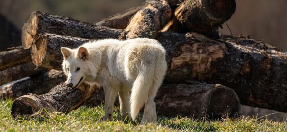 US company resurrects the extinct dire wolf, or some version of it