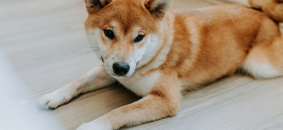 Dogecoin Slumps 3%, Bitcoin Steady Around $85K as Traders Fear U.S. Recession