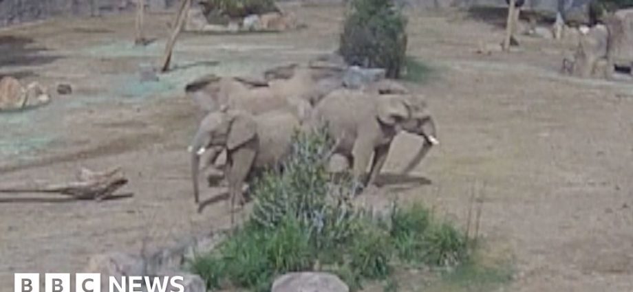 Moment elephants huddle to protect calves during earthquake