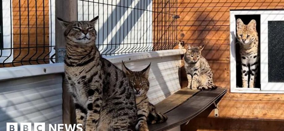 Couple arrested for breeding exotic cats in Spain