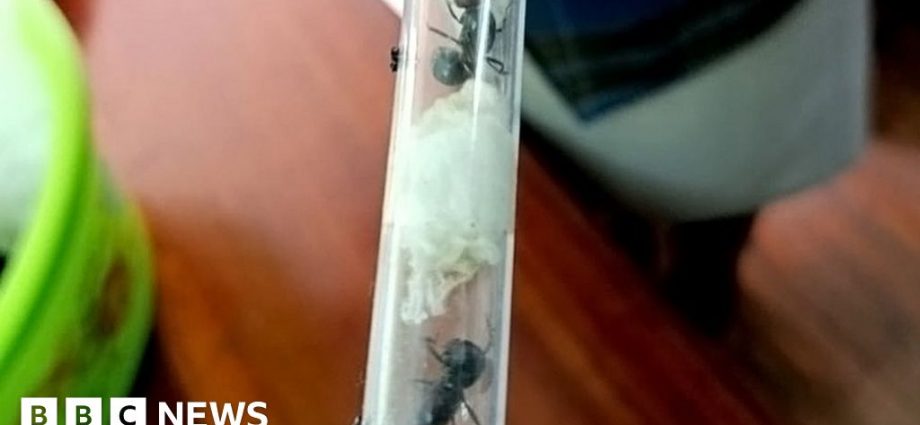 Ant smugglers caught with hundreds of prized insects in Kenya