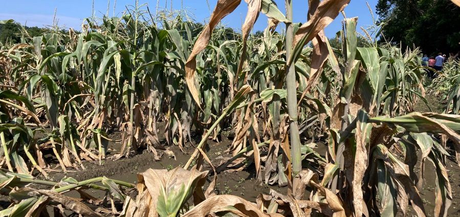 Climate change could deliver considerable blows to US corn growers, insurers: Study