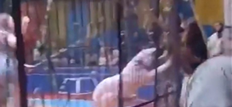 Caged Tiger Mauls Circus Worker in Egypt, on Terrifying Video