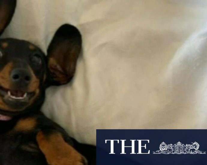 Missing sausage dog Valerie found after 529 days at large