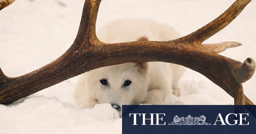 Video: 'De-extinct' - Dire wolves brought back to life